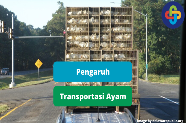 Ini Pengaruh Transportasi Terhadap Kualitas Daging Ayam